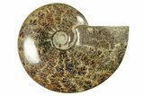 Polished Ammonite (Cleoniceras) Fossil - Madagascar #265340-1